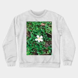 White Plumeria flower drop on the ground Crewneck Sweatshirt